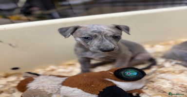Mixed Breed dogs Bedlington whippet puppies  - Advert 7