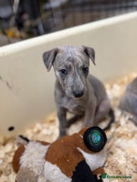 Mixed Breed dogs Bedlington whippet puppies - Advert 1