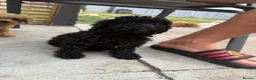 Toy Poodle dogs for sale: Beautiful Toy Poodle Puppies❤️🐾🐩 - Advert 7