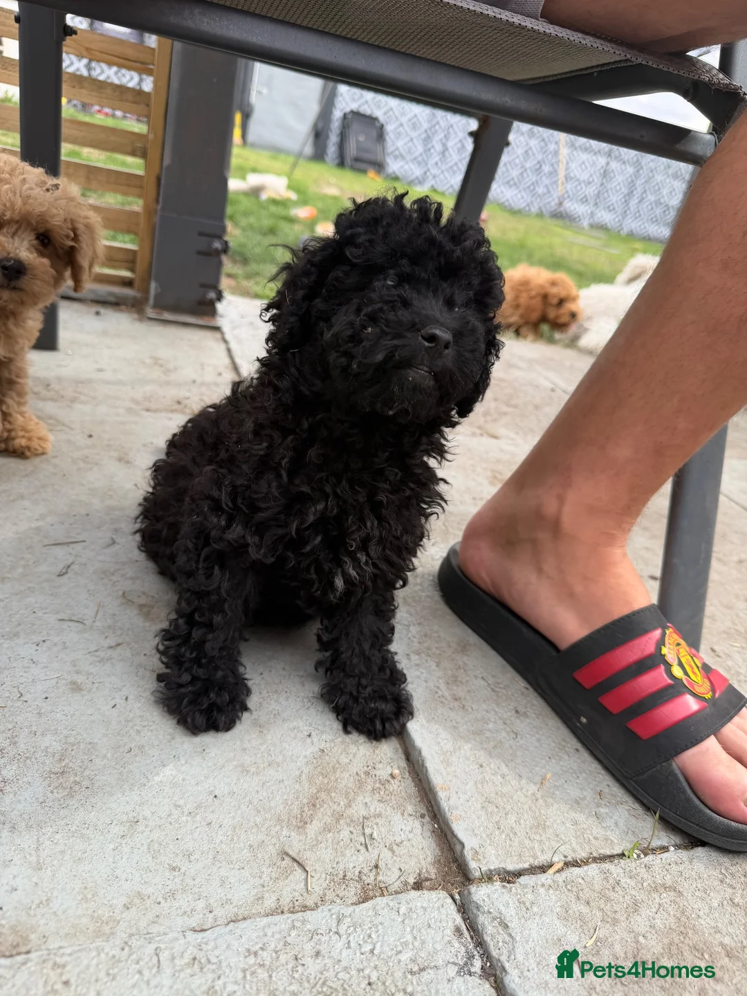 Toy Poodle dogs for sale: LAST ONE! Black Beautiful Toy Poodle Puppy ❤️🐾🐩 - Advert 2