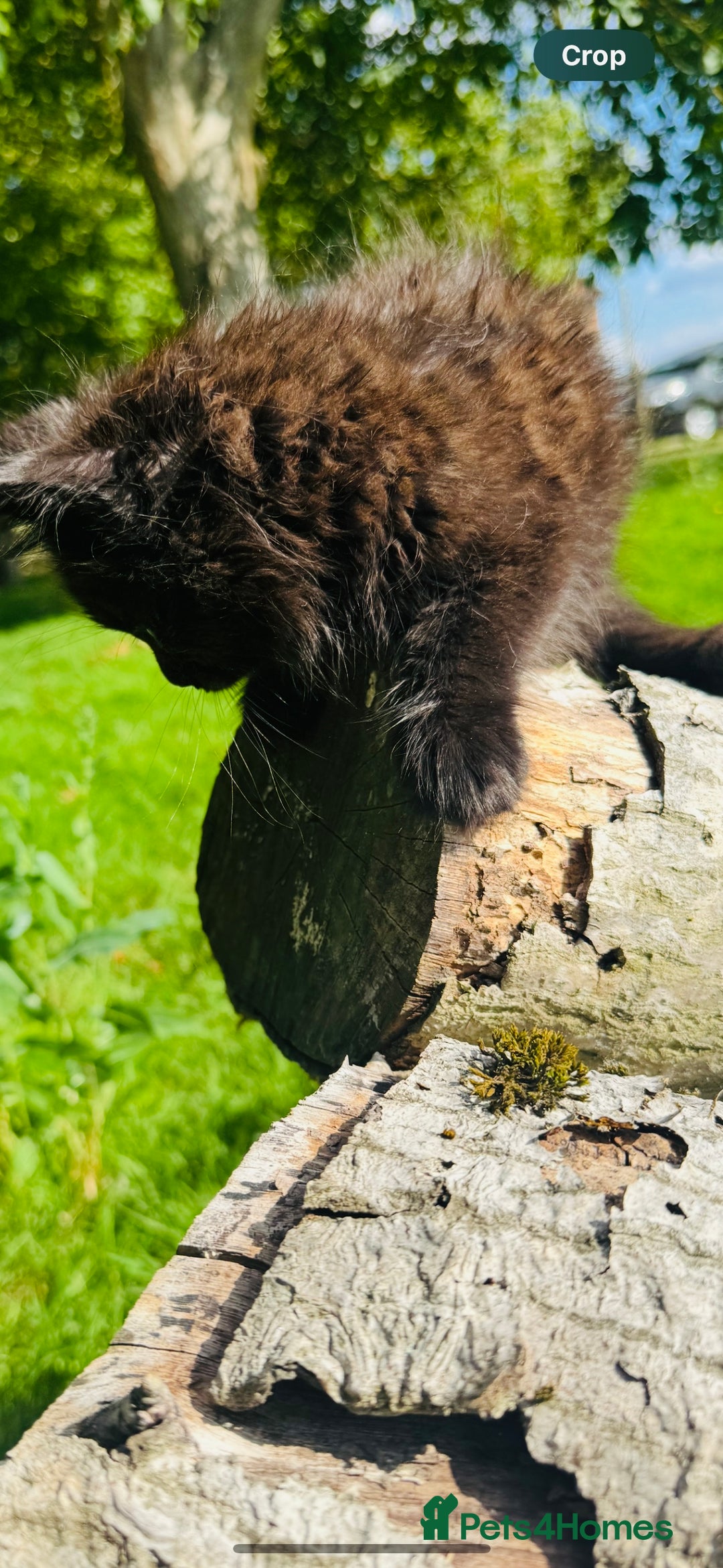 Maine Coon cats for sale: Stunning Pure Breed Maine Coon Kittens  - Image 11