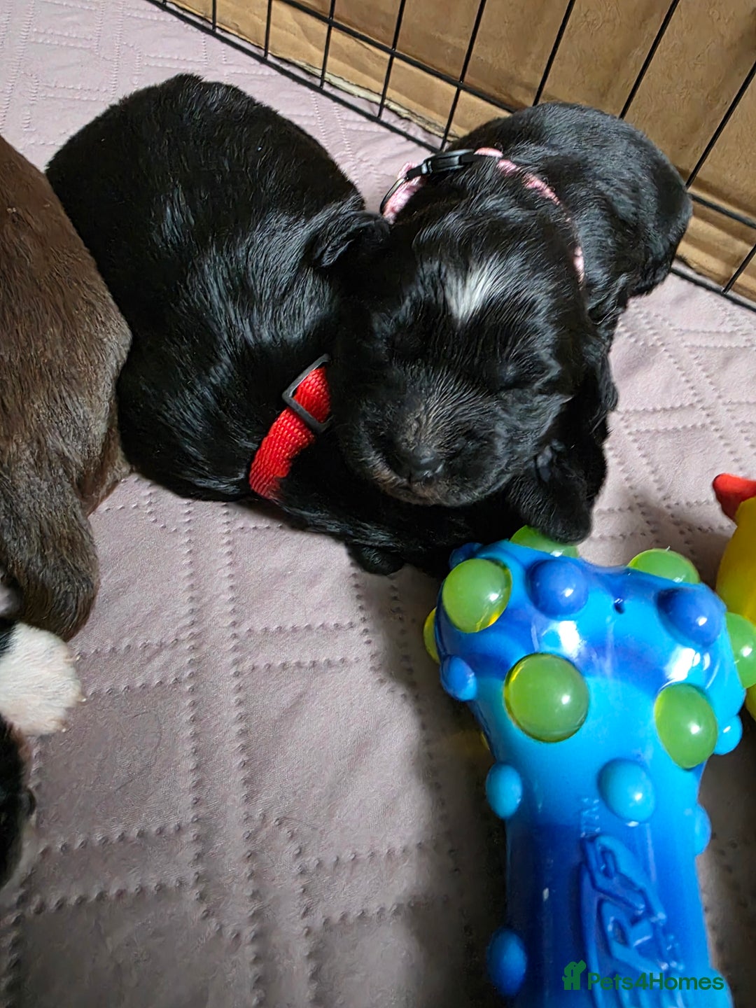 Cocker Spaniel dogs for sale: last puppy (girl) of the Working Cocker Spaniel - Advert 13