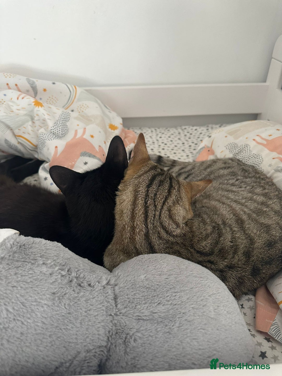 British Shorthair cats for sale: Loki and Hazel selling as a pair - Advert 5