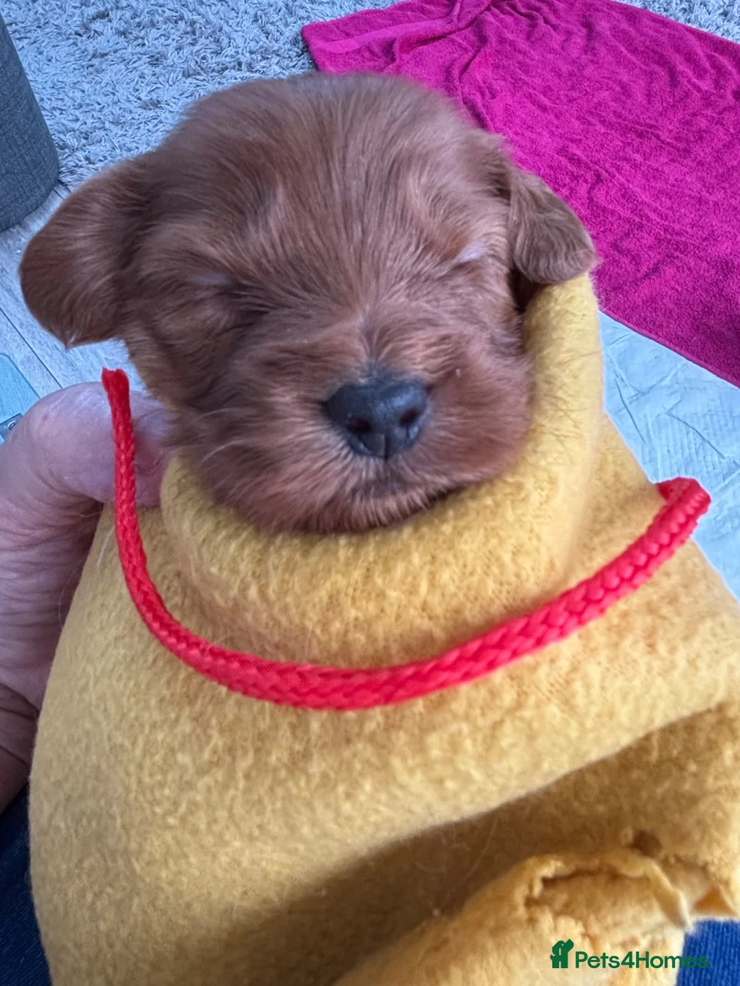Cockapoo dogs for sale: COCKAPOO PUPPIES - Advert 39