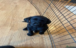Labrador Retriever dogs for sale: 10 Beautiful black Labrador puppies - Image 34