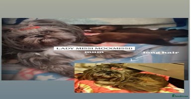 Shih Tzu dogs - Advert 4