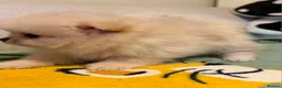 Pomeranian dogs for sale: Pomeranian 6 weeks   - Advert 25