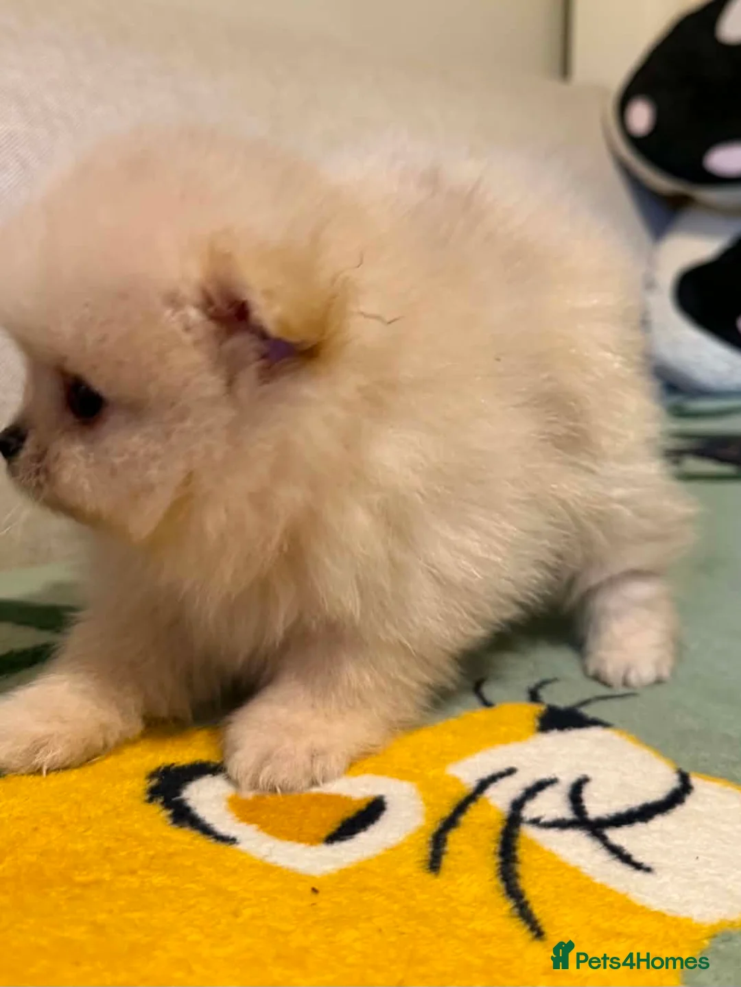 Pomeranian dogs for sale: Pomeranian 6 weeks   - Advert 25