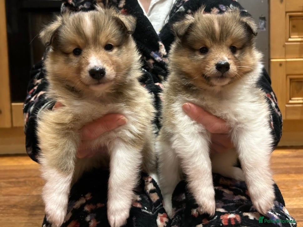 Shetland Sheepdog dogs Shetland sheepdog sable and white  - Advert 2