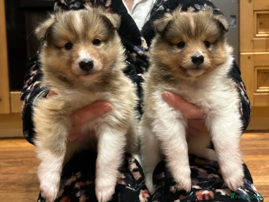 Shetland Sheepdog dogs for sale: Shetland sheepdog sable and white  - Advert 1