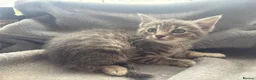 Domestic Shorthair cats for sale: Grey Tabby male kitten  - Advert 4