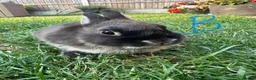 Netherland Dwarf rabbits for sale: Netherland Dwarf Rabbits For Sale - Advert 16
