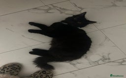 Domestic Shorthair cats for sale: Black kitten  - Advert 1