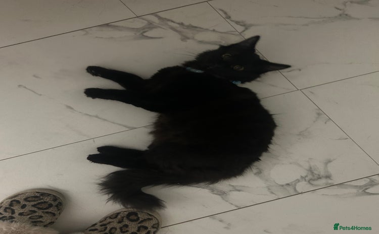 Domestic Shorthair cats Black kitten  - Advert 1