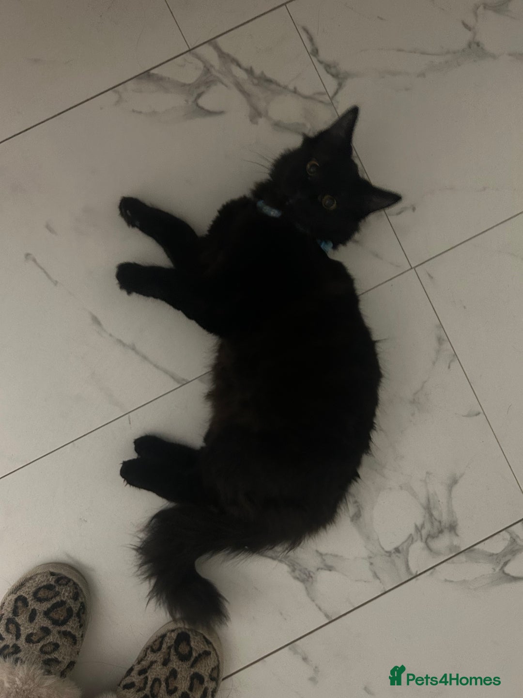 Domestic Shorthair cats for sale: Black kitten  - Advert 1