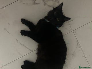 Domestic Shorthair cats Black kitten - Advert 1