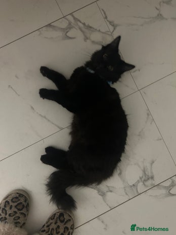 Domestic Shorthair cats Black kitten - Advert 1