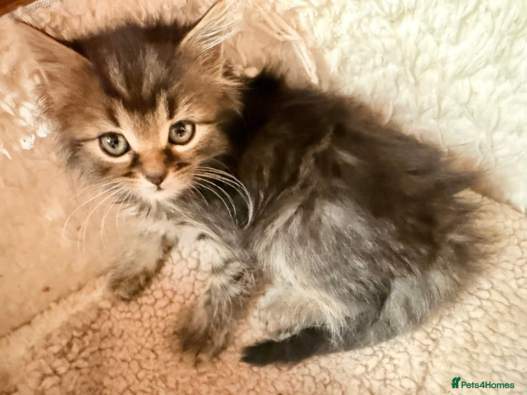 Ragdoll cats for sale: Ragdoll kittens **3** left - Image 2