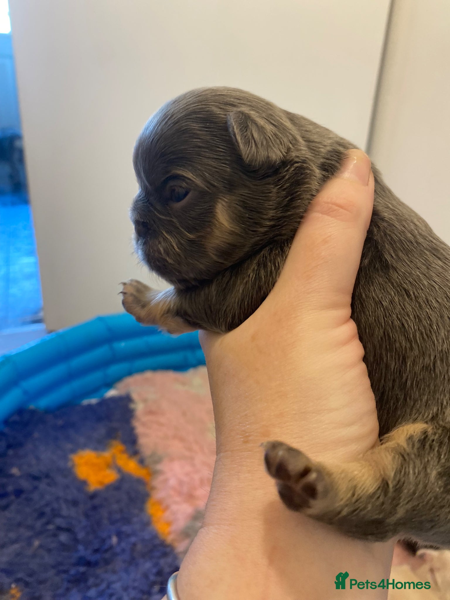 French Bulldog dogs for sale: Beautiful Mixed colours Fluffy Frenchie Pups - Advert 12