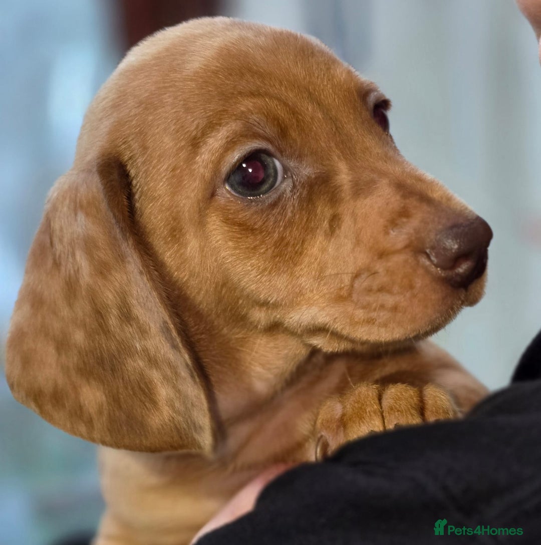 Dachshund dogs for sale: Dachshund puppies  - Advert 30