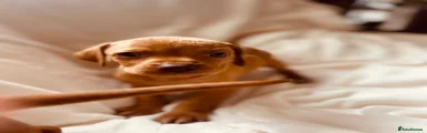 Hungarian Vizsla 1