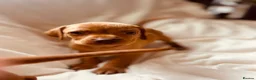Hungarian Vizsla dogs for sale: Hungarian viszla puppies  - Advert 9