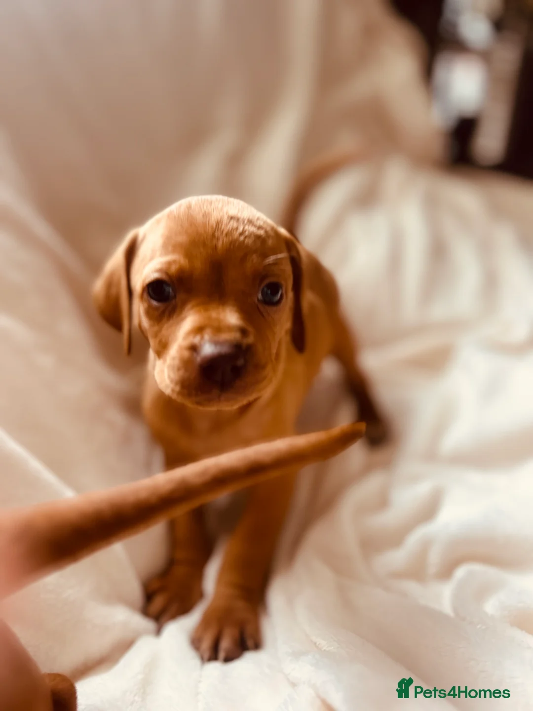 Hungarian Vizsla dogs for sale: Hungarian viszla puppies  - Advert 38