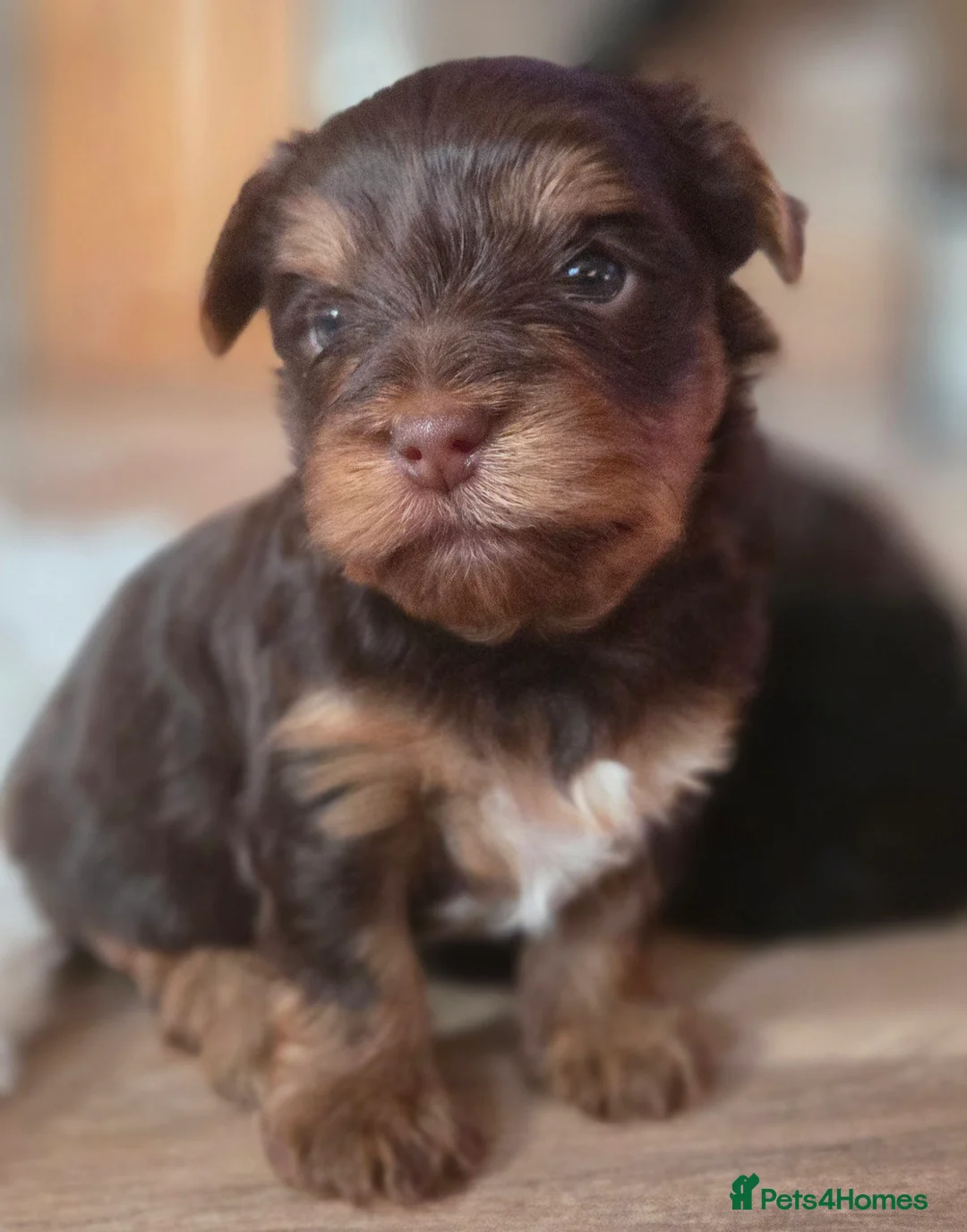 Yorkshire Terrier dogs for sale: Inka's 1st litter -Yorkshire terriers  - Advert 2