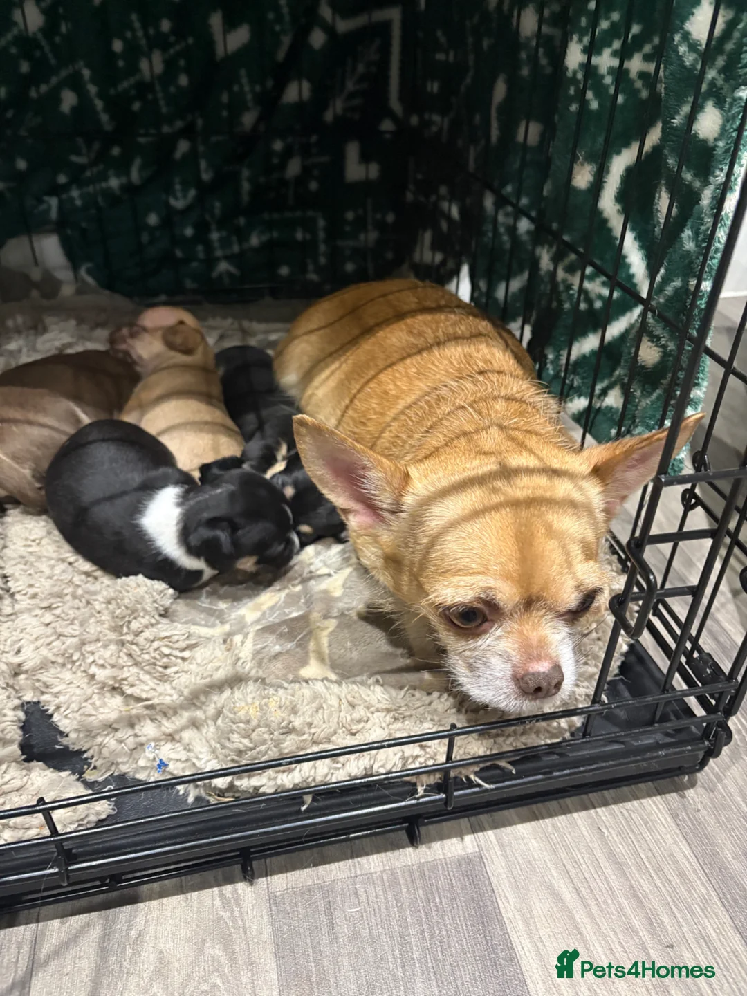 Chihuahua dogs for sale: 1 x female chihuahua  in Shefford - Advert 2