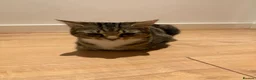 Mixed Breed cats for sale: Tabby cat temu - Advert 5