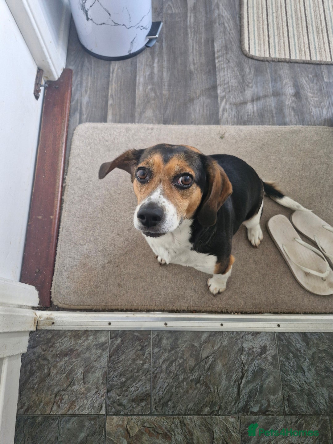 Mixed Breed dogs for sale: Bella  - Image 3