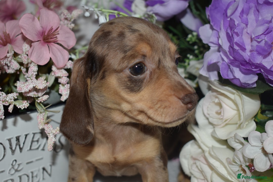 Miniature Dachshund dogs for sale: KC Smooth Coat Miniature Dachshunds - Image 4