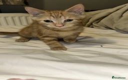 Domestic Shorthair cats for sale: 3 ginger kittens  - Image 6