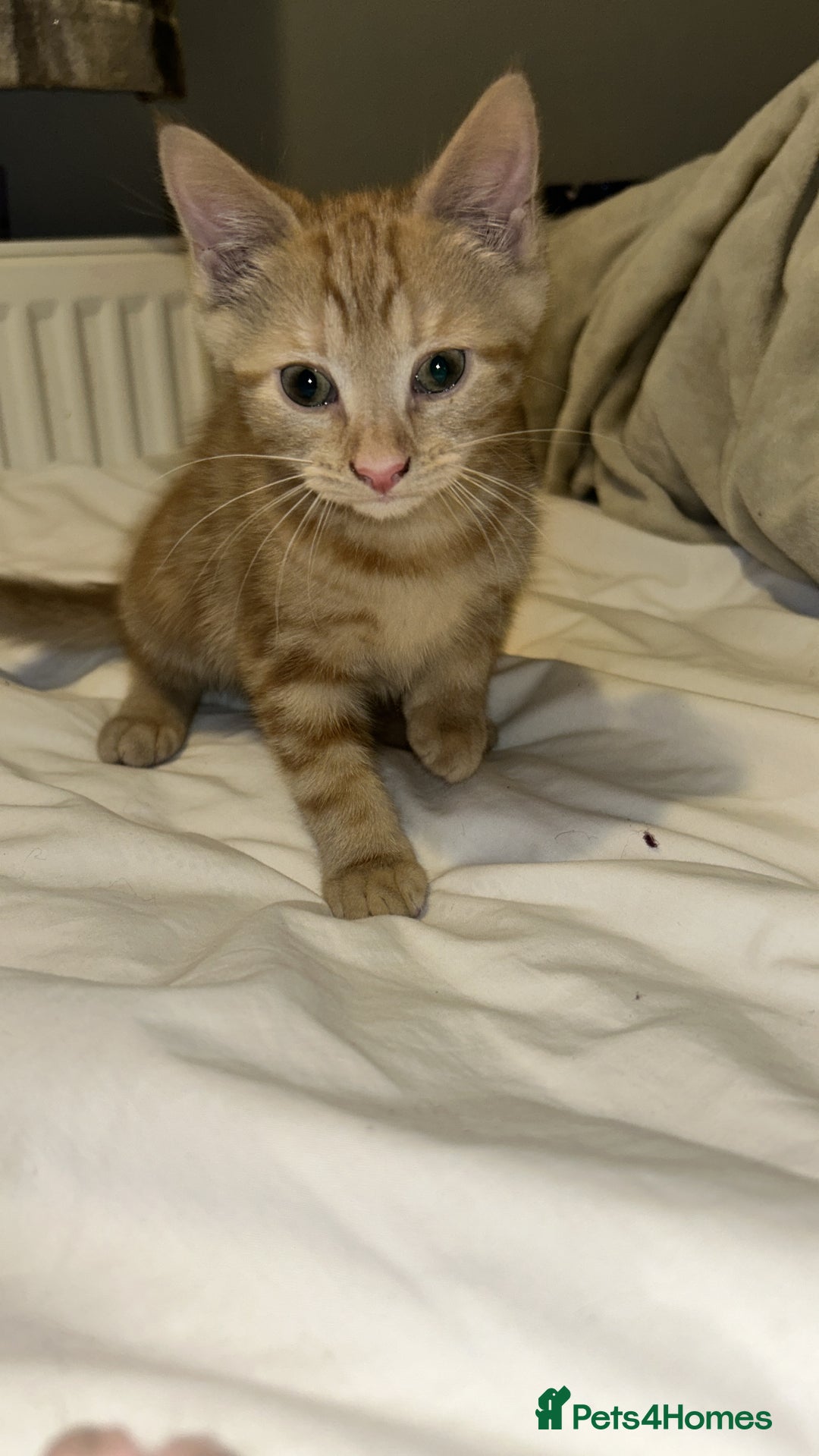Domestic Shorthair cats for sale: 3 ginger kittens  - Image 6