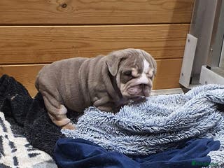 English Bulldog dogs Stunning English bulldog - Advert 14