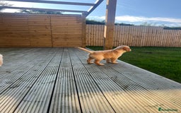 Golden Retriever dogs for sale: Teddy Bear Goldies - Image 36