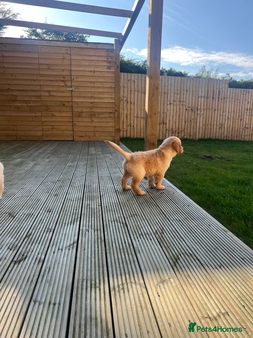 Golden Retriever dogs for sale: Teddy Bear Goldies - Image 36