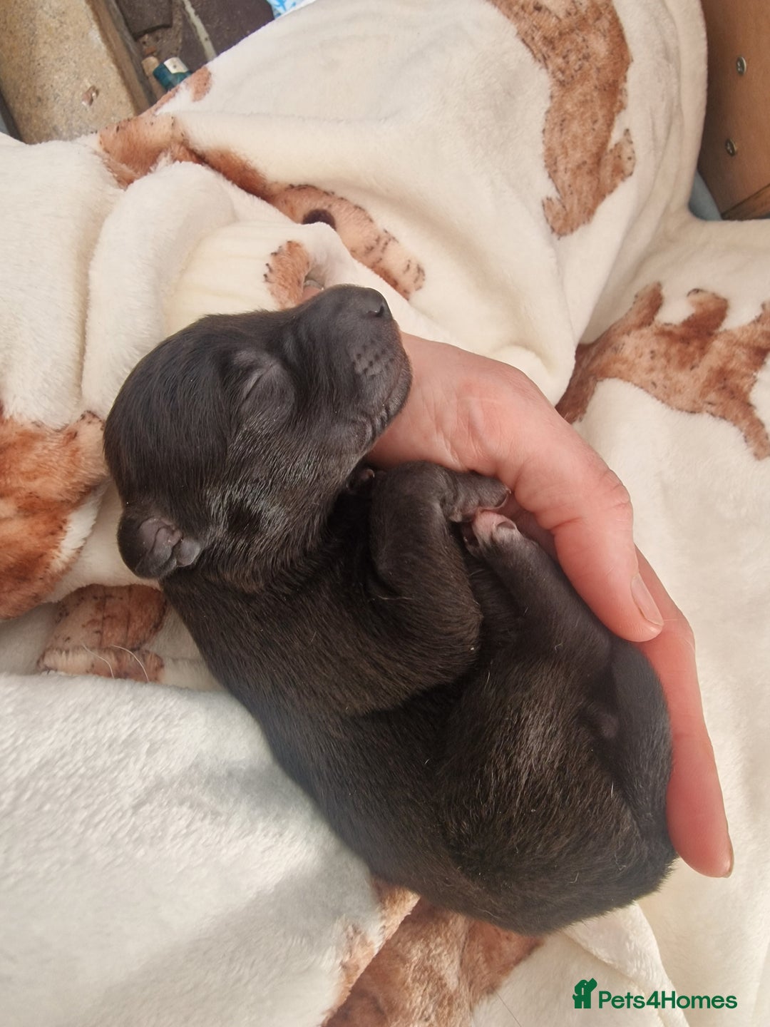 Mixed Breed dogs for sale: Highest Quality Bedlington Whippets  - Advert 3