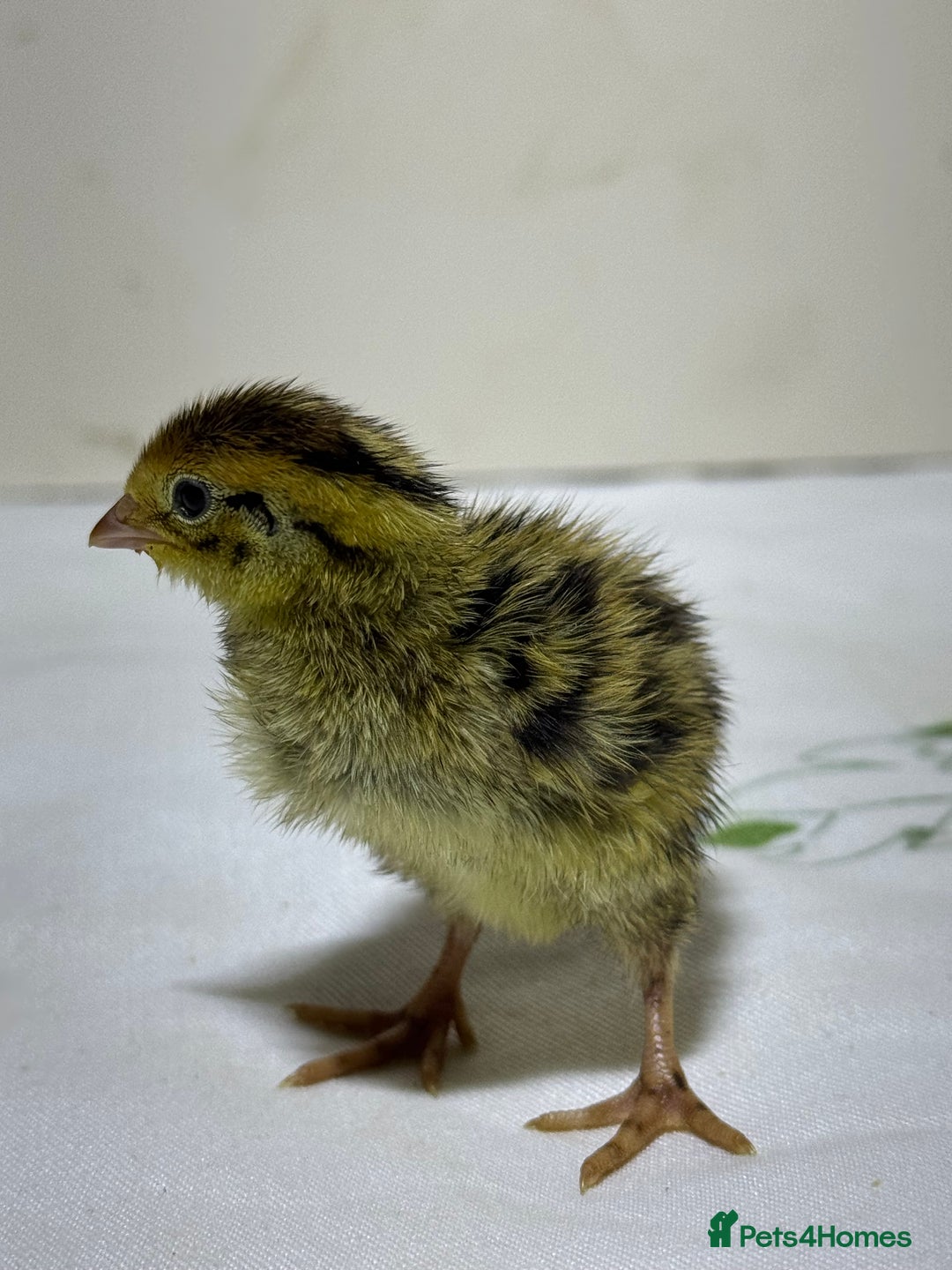 Quail poultry for sale: Quails females, males and chicks  - Advert 9