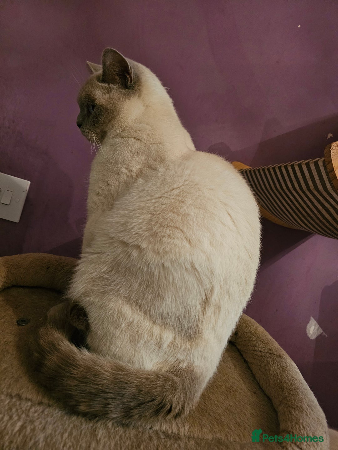 British Shorthair cats for sale: Lilac Coloupoint British Shorthair Female neutered - Advert 6