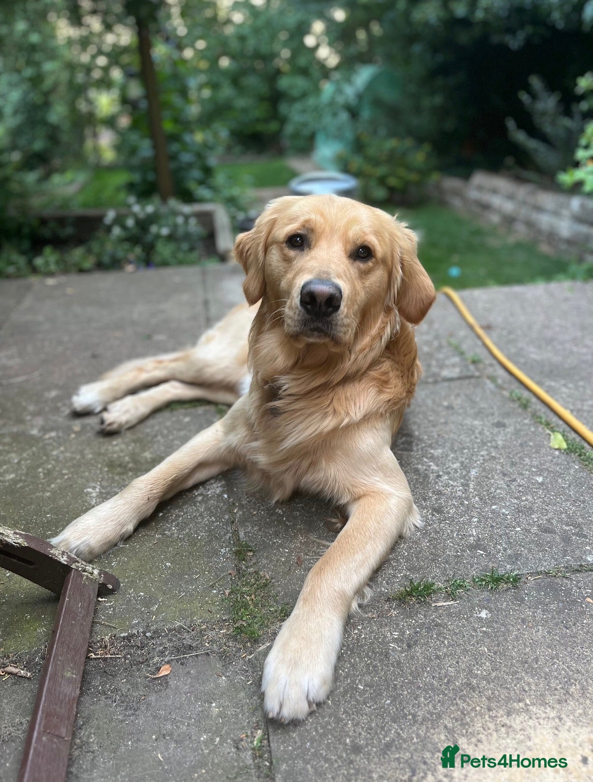 Golden Retriever dogs for sale: Beautiful Golden Retriever Puppys - Advert 22