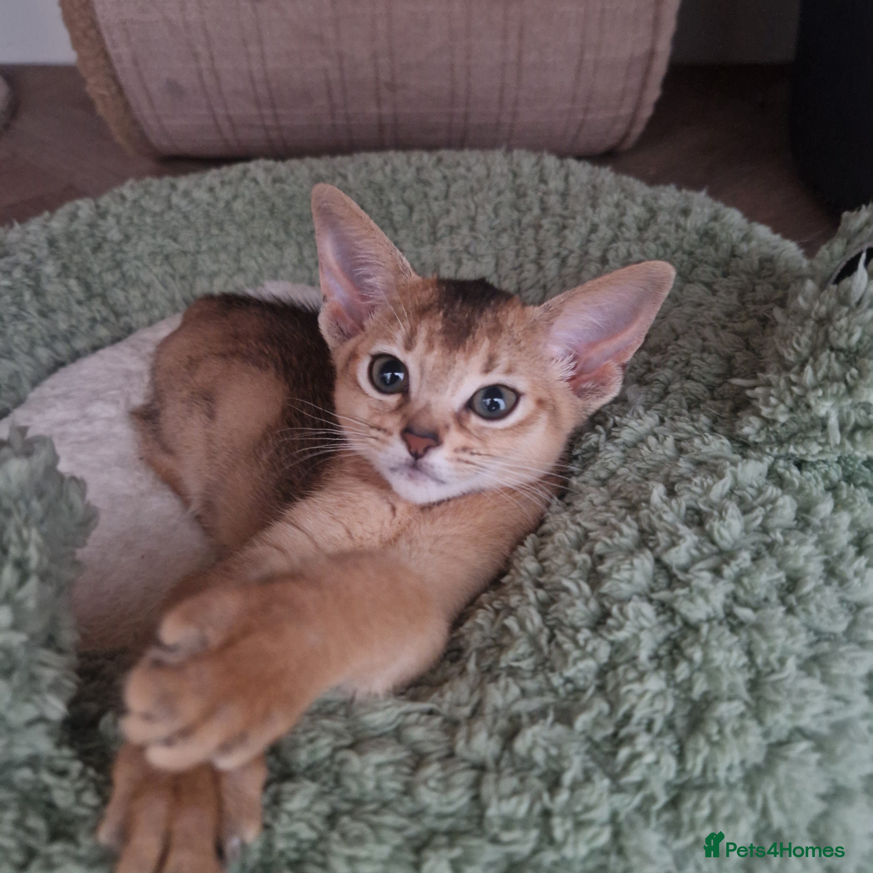 Abyssinian cats 1 usual silver & 1 usual currently available ✨️  - Advert 2
