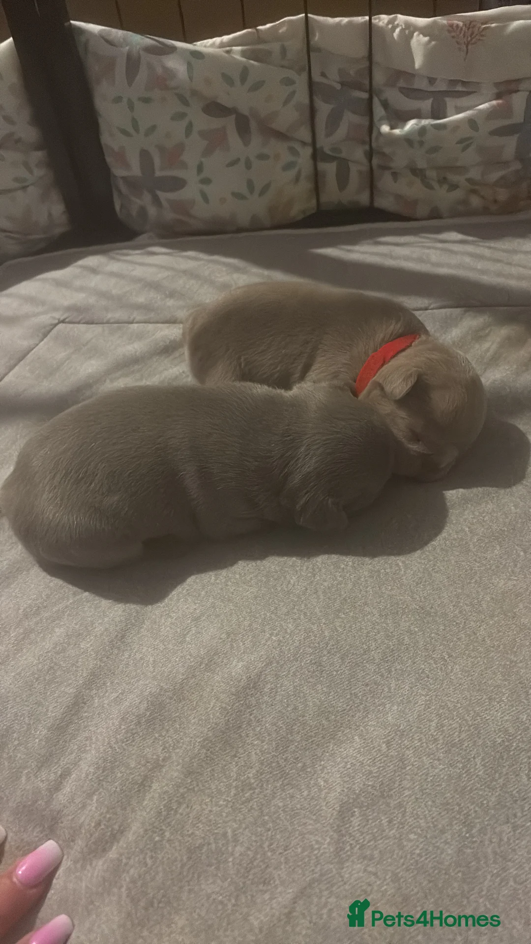 French Bulldog dogs for sale: K C registered beautiful French bulldogs  - Advert 6