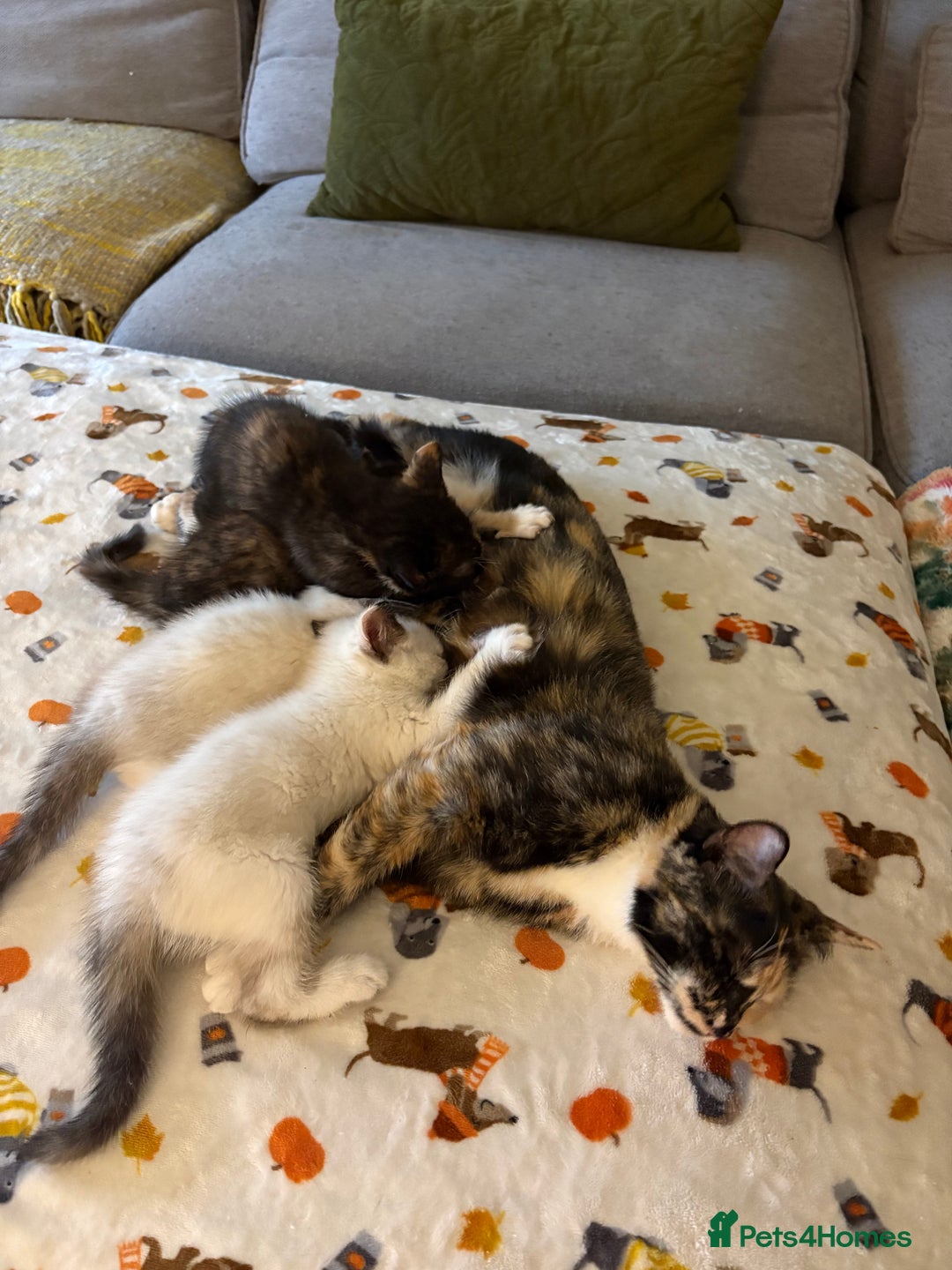 RagaMuffin cats for sale: Beautiful Ragamuffin Kittens Ready December 24th   - Advert 9