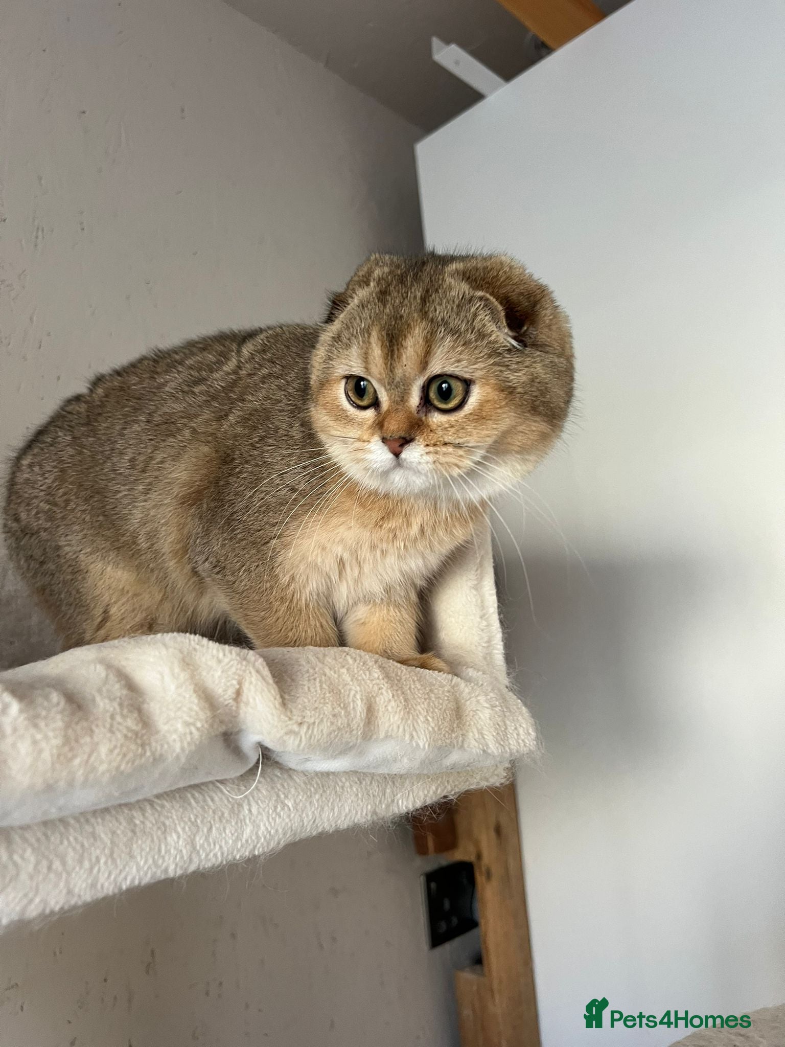 Scottish Fold cats Scottish fold and straight kittens  - Advert 15