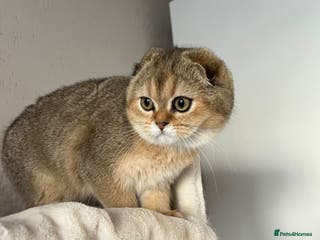 Scottish Fold cats Scottish fold and straight kittens - Advert 12