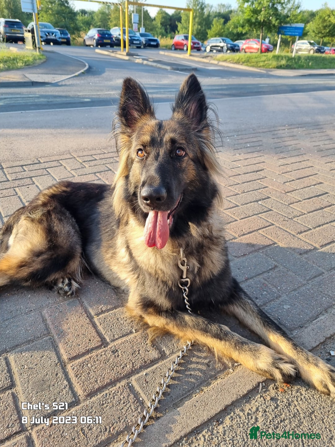 German Shepherd dogs for stud: Beautiful pedigree German shepherd needs stud ASAP - Image 2