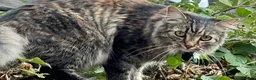 Mixed Breed cats for sale: Stunning BritishShorthair  MaineCoon Cross Kittens - Advert 5