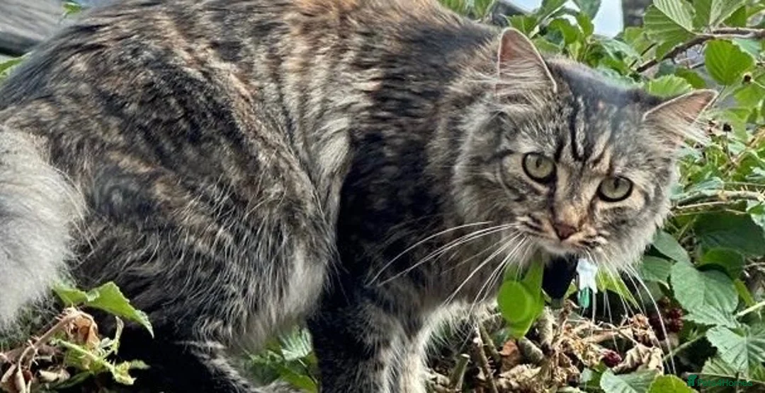Mixed Breed cats for sale: Stunning BritishShorthair  MaineCoon Cross Kittens - Advert 5
