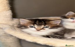 Ragdoll cats for sale: Beautiful Ragdoll kitten ready to leave now!  - Image 11